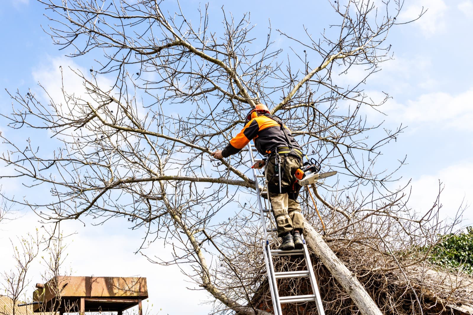 Arborist climbing a tree to prune branches with a chainsaw